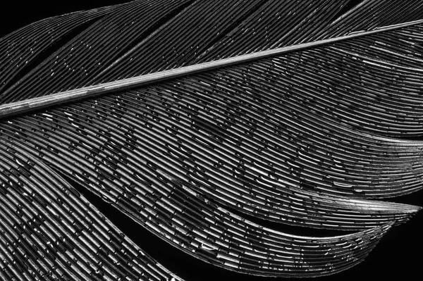 Fragmento Pluma Pájaro Con Gotas Agua Primer Plano Blanco Negro —  Fotos de Stock