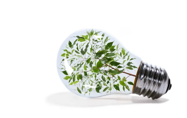 Konzept Der Erneuerbaren Energien Glühbirne Mit Zimmerpflanze Innen Auf Weißem — Stockfoto