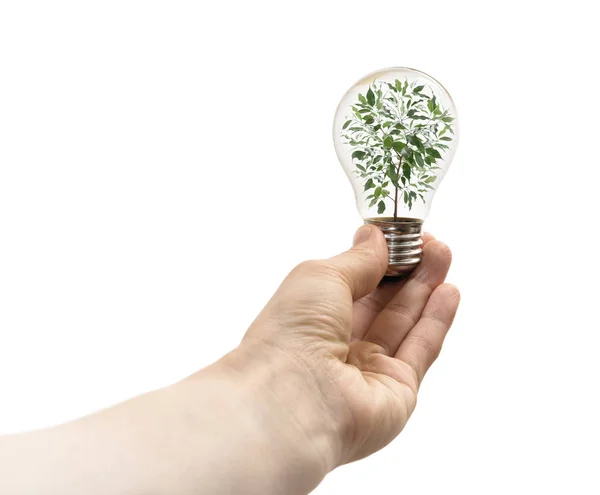 可再生能源的概念 女人们手里拿着室内盆栽的灯泡 在白色孤立的背景下 — 图库照片