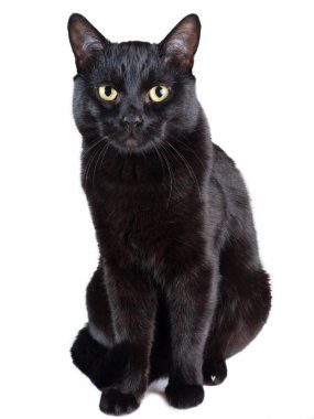 Siyah kedi beyaz arka planda izole bir şekilde oturuyor. Yumuşak odak.