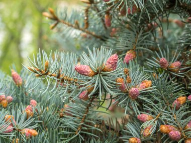 Yeşil arka planda koni dalları