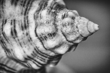 bir deniz kabuğu üzerinde kapat