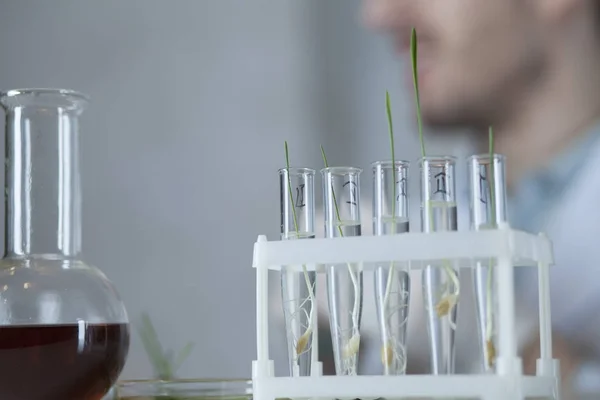 Frascos Para Injetáveis Com Sementes Germinadas Com Homem Desfocado Segundo — Fotografia de Stock