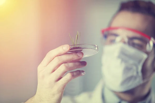 Cientista segurando placa de Petri — Fotografia de Stock