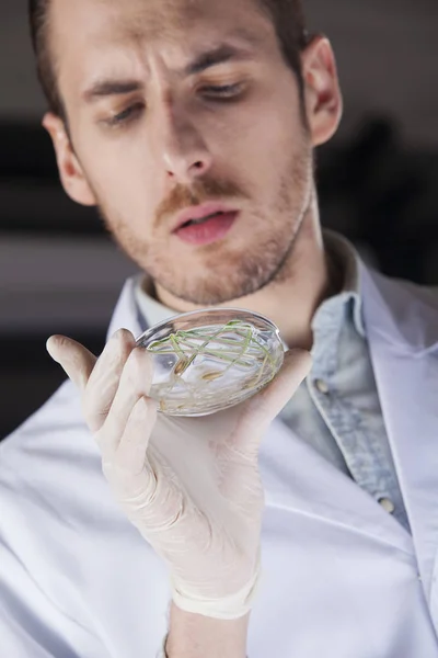 Vetenskapsmannen undersöker petriskål — Stockfoto