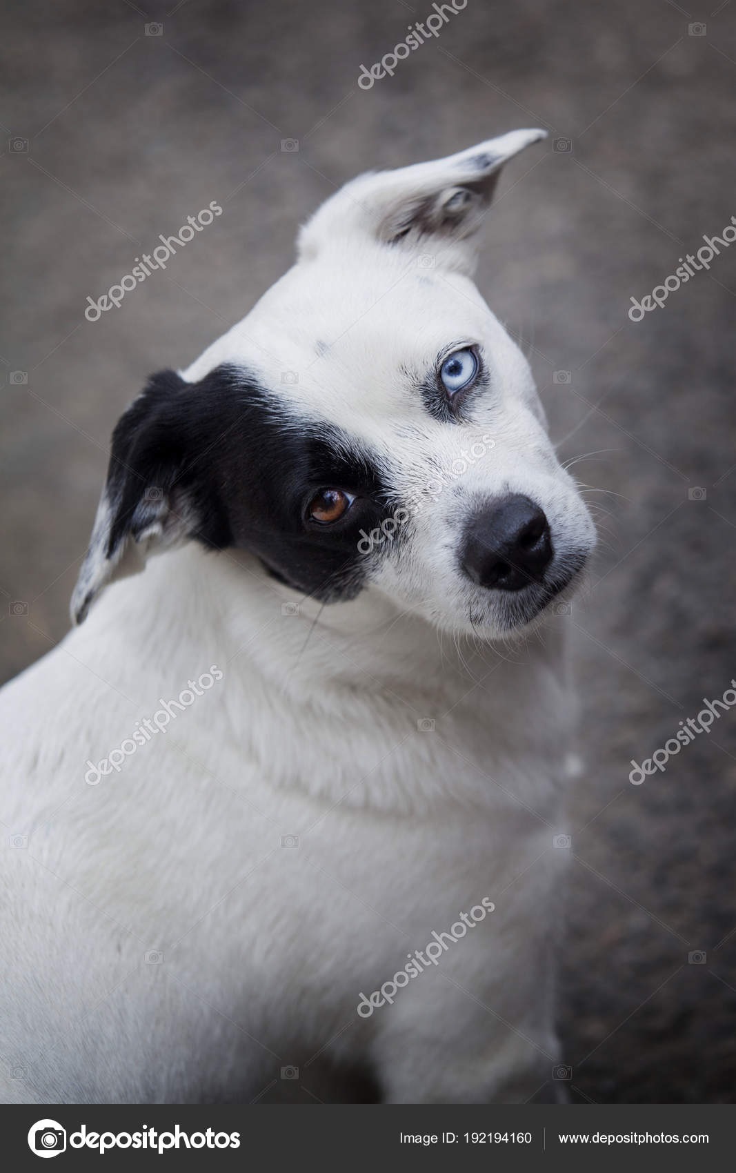 Um cão branco com uma mancha preta em um olho em um parque, pastor