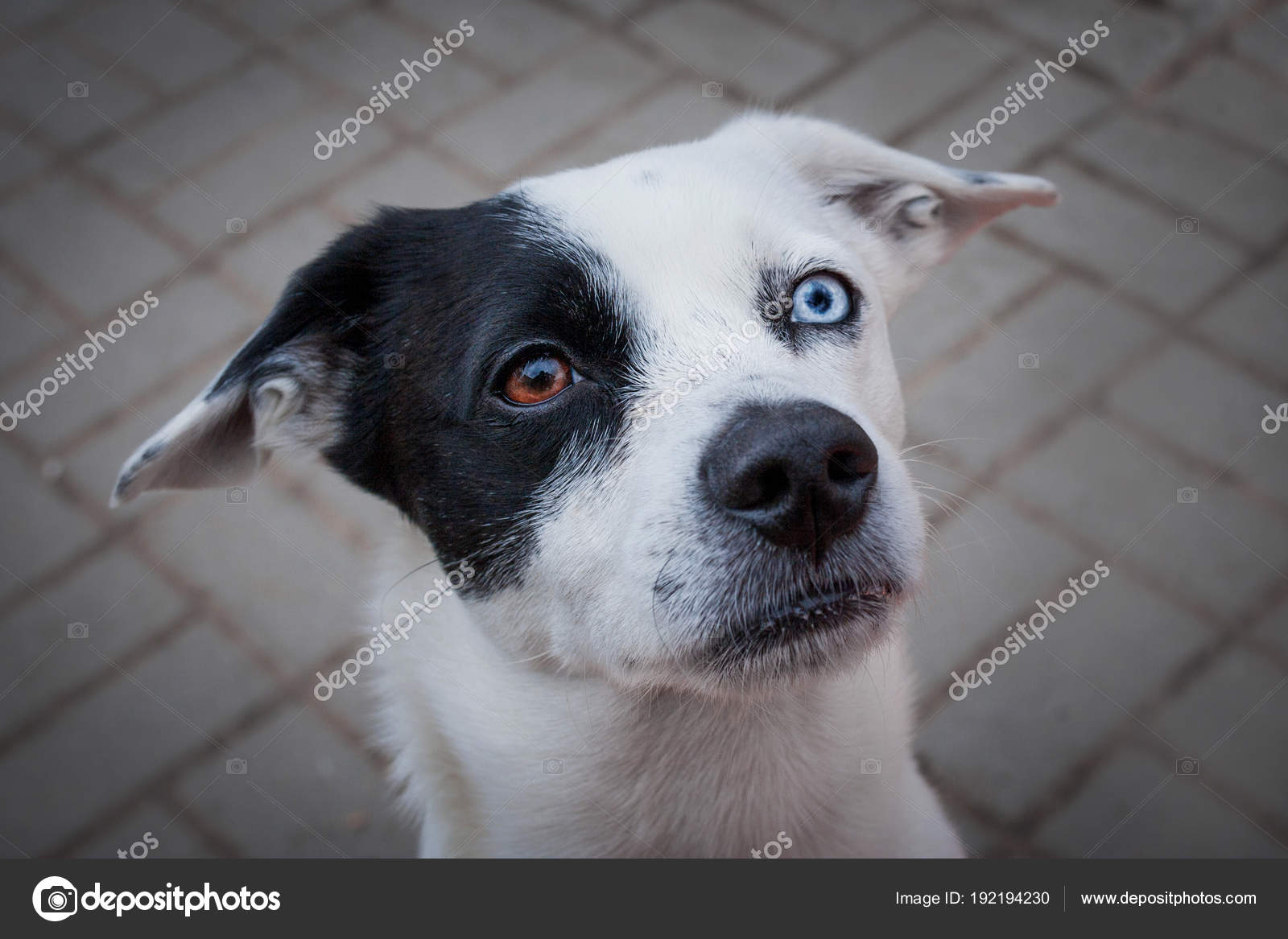 O Perfil Triste Do Olho De Um Cão Preto Pequeno Foto de Stock