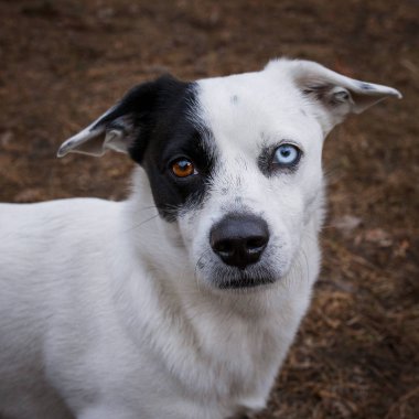 portre renk gözlü sevimli köpek kadar kapatın