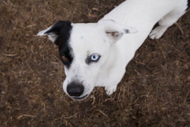 sonbahar Park'ta yürüyordunuz farklı gözlerle sevimli köpek