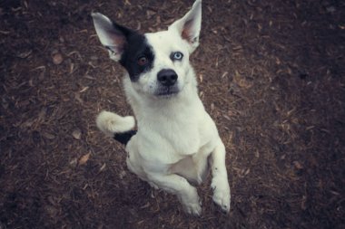 komik köpek onun arka ayakları üzerinde duran. Yukarıdan görüntülemek