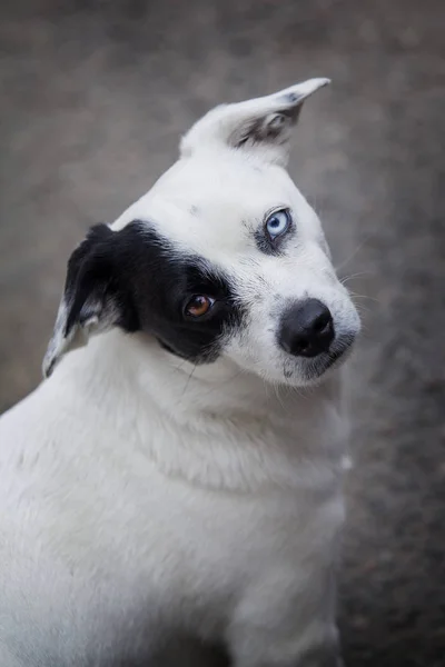 Portrét Bílého Smutný Psa Černou Skvrnou Srst Jinýma Očima — Stock fotografie