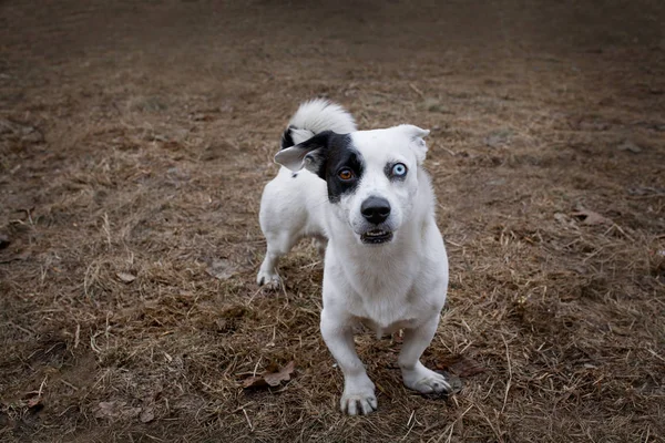 Schattige Hond Met Andere Ogen Wandelen Herfst Park — Stockfoto