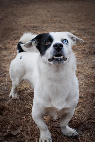 Mignon Chien Blanc Avec Bouche Ouverte Levant Les Yeux — Photo