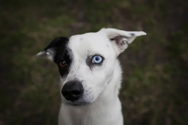 Portrét Modrým Okem Překvapen Psa — Stock fotografie