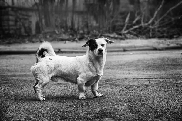 Photo Noir Blanc Petit Chien Dans Rue — Photo