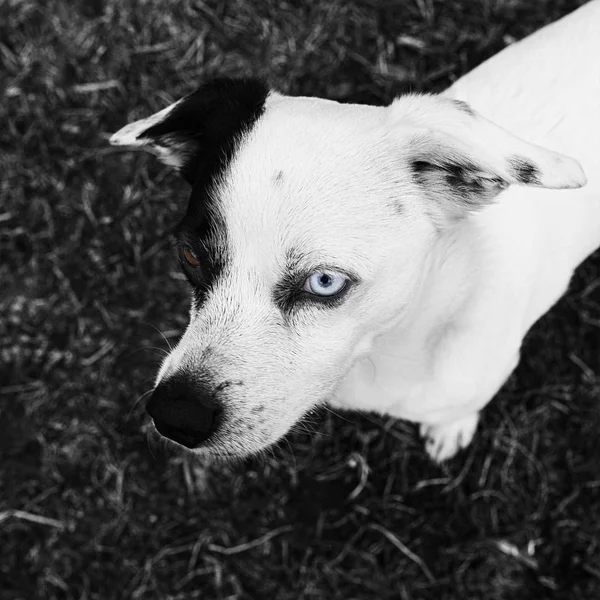 Portrait Gros Plan Chien Adorable Avec Des Yeux Couleur — Photo