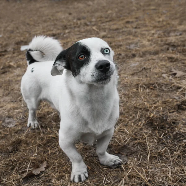 Drôle Surpris Chien Avec Des Yeux Différents — Photo