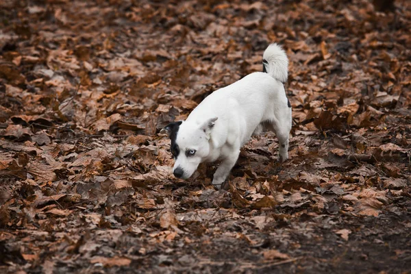 cute dog running through the fall leaves and looking for food