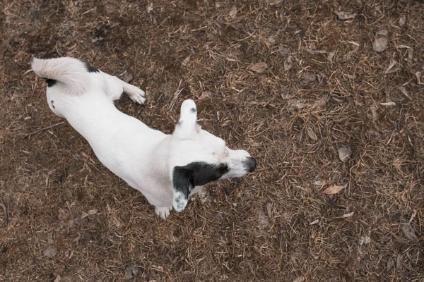 Vue Dessus Chien Noir Blanc Mignon Avec Queue Tordue — Photo