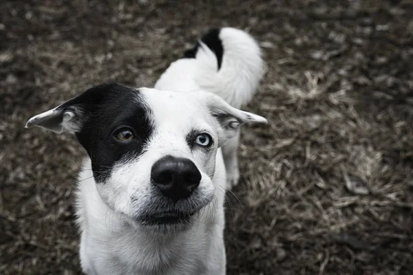 adorable dog with different eyes and twisted tail looking up