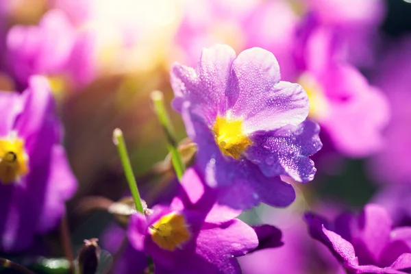 Όμορφη Μακροεντολή Φωτογραφία Ενός Άνθους Primrose Dewdrops — Φωτογραφία Αρχείου