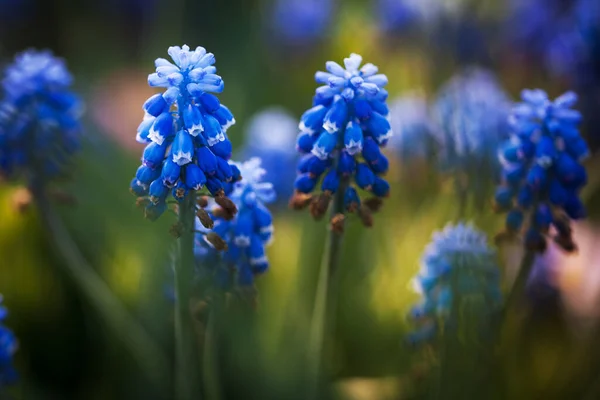 Bright Blue Flowers Unusual Shape Dark Green Background — Stock Photo, Image