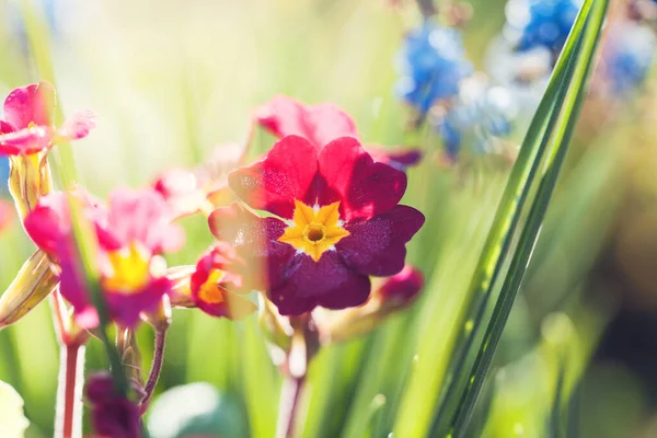 Κόκκινο Λουλούδι Primrose Καλυμμένο Σταγόνες Δροσιάς Στον Πρωινό Ήλιο — Φωτογραφία Αρχείου