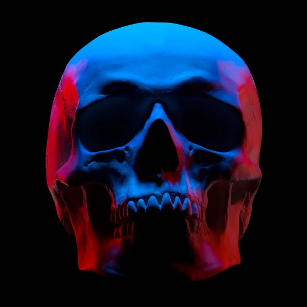 Front view of gypsum model of the human skull in neon lights isolated on black — 스톡 사진