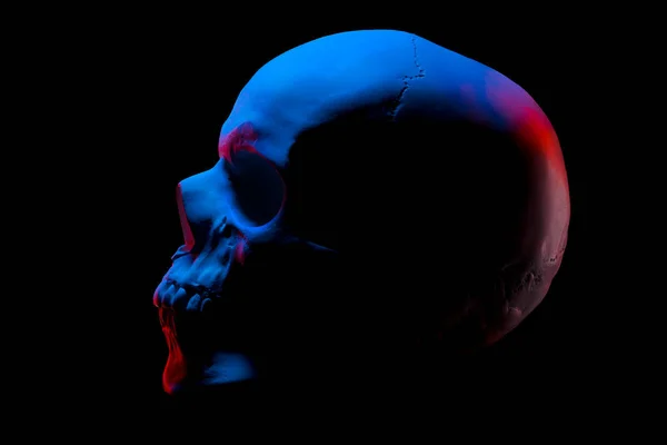 Side view of gypsum model of the human skull in neon lights isolated on black — 스톡 사진