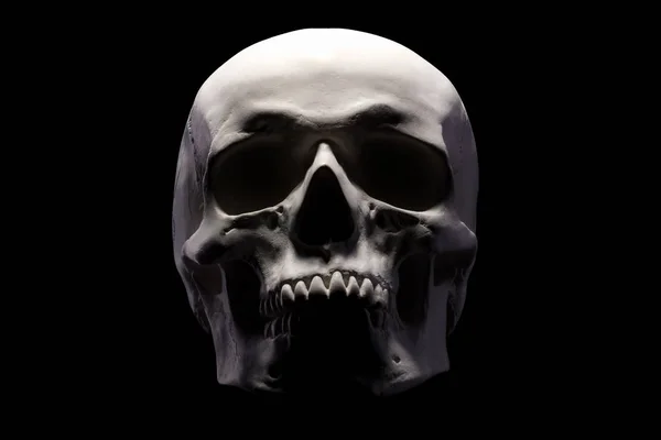 Вид спереду гіпсової моделі людського черепа ізольовано на чорному тлі — стокове фото