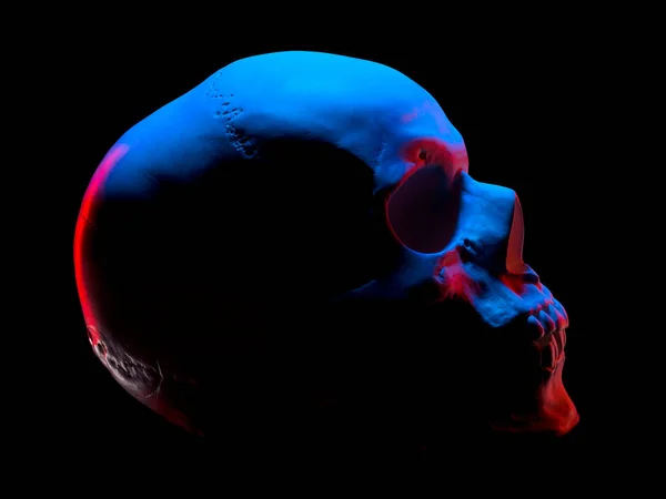 黒で隔離されたネオンライトにおける人間の頭蓋骨の石膏モデルの側面図 — ストック写真