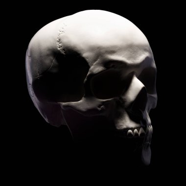 Siyah arkaplanda izole edilmiş insan kafatasının alçı taşı modelinin yan görüntüsü