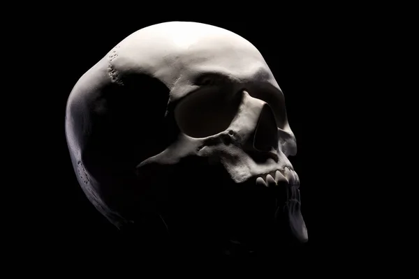Side view of gypsum model of the human skull isolated on black background — 스톡 사진