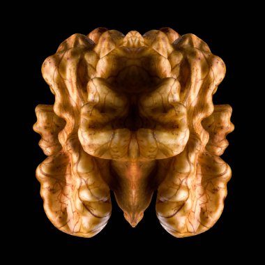 Çekirdek cevizinin makro fotoğrafı kırpma yolu ile siyah bir arkaplanda izole edildi