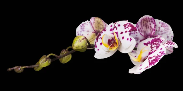 Zweig der weißen Phalaenopsis oder Mottenorchidee von isoliert auf schwarzem Hintergrund — Stockfoto