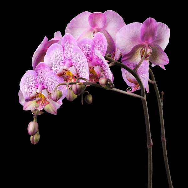 Pembe falaenopsis dalı veya siyah arkaplanda izole edilmiş güve orkidesi. — Stok fotoğraf