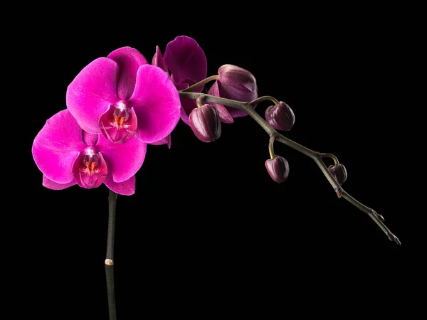 Zweig der violetten Phalaenopsis oder Mottenorchidee von isoliert auf schwarzem Hintergrund — Stockfoto