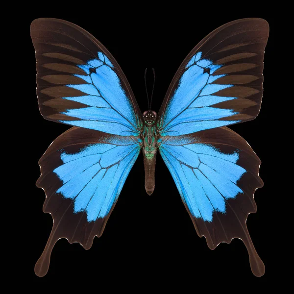 Modrý císař motýl izolovaný na černém pozadí — Stock fotografie
