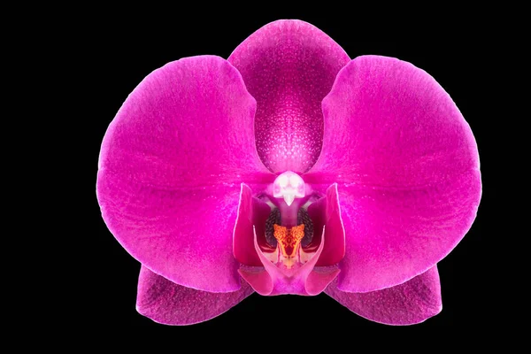 Extrême gros plan de phalaenopsis violet ou orchidée de papillon de nuit de isolé sur noir — Photo