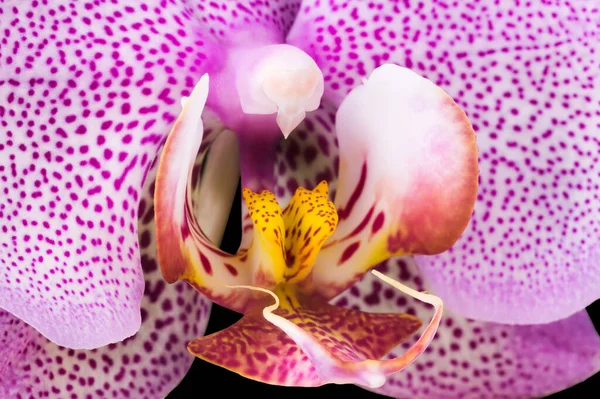 Extreme Nahaufnahme von rosa Phalaenopsis oder Mottenorchidee von isoliert auf schwarz — Stockfoto