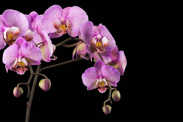 Zweig der rosa Phalaenopsis oder Mottenorchidee von isoliert auf schwarzem Hintergrund — Stockfoto