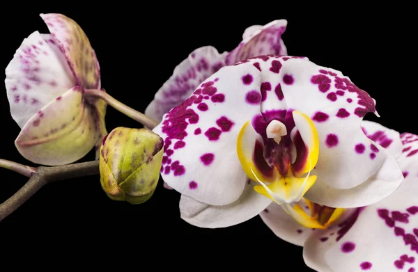 Zweig der weißen Phalaenopsis oder Mottenorchidee von isoliert auf schwarzem Hintergrund — Stockfoto