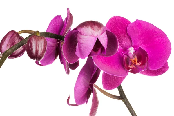从白色背景分离出来的紫花兰花或蛾兰花的分枝 — 图库照片