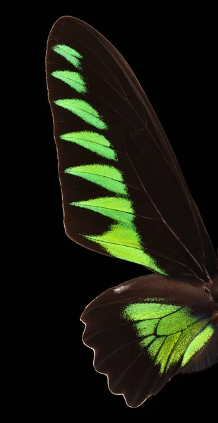Macro ala de mariposa verde aislada sobre un fondo negro —  Fotos de Stock