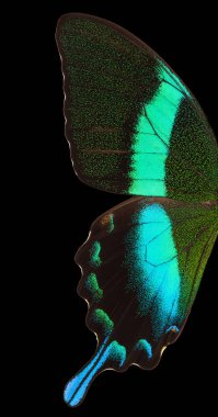 Macro wing of Morpho butterfly isolated on a black background