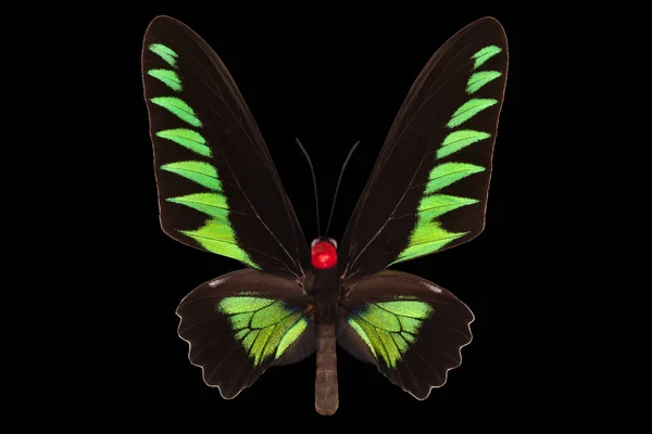 Green butterfly isolated on a black background