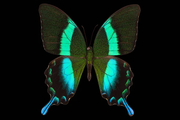 Morpho motyl izolowany na czarnym tle — Zdjęcie stockowe