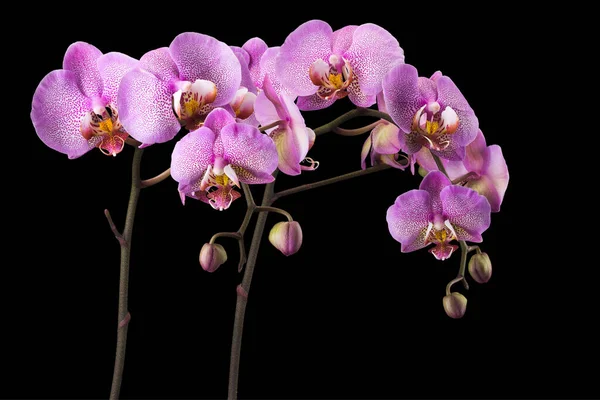 从黑色背景分离出来的粉红凤尾兰或蛾兰花的分枝 — 图库照片