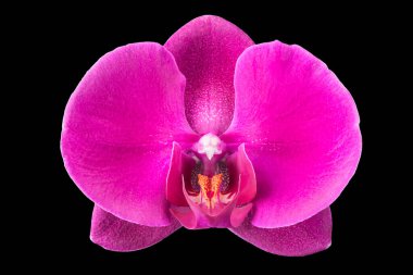 Eflatun falaenopsis ya da güve orkidesinin aşırı yakın çekim görüntüsü