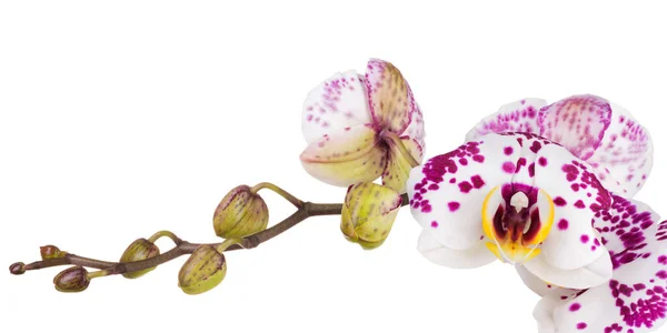 Zweig der Phalaenopsis oder Mottenorchidee von isoliert auf weißem Hintergrund — Stockfoto